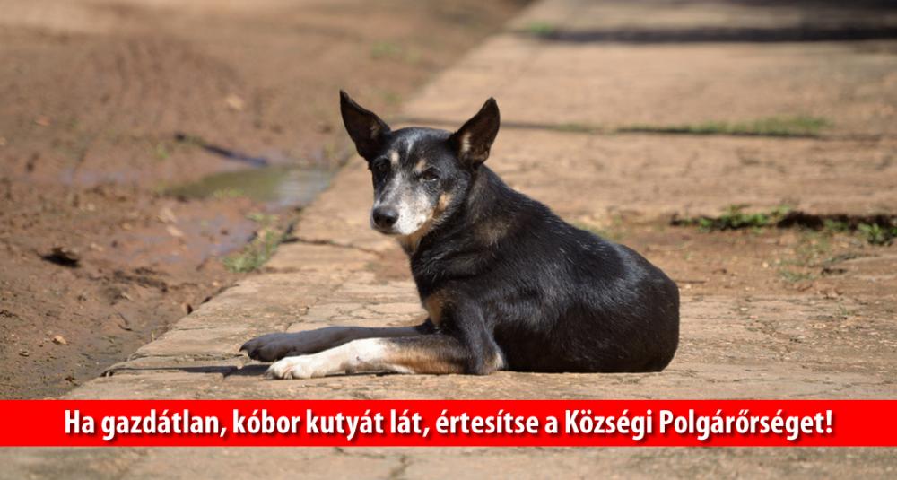 Ha gazdátlan kutyát lát, keresse a Polgárőrséget!